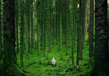 Person walking through green forest