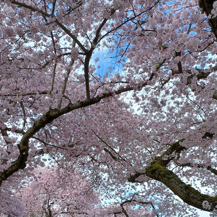 UW cherry blossoms